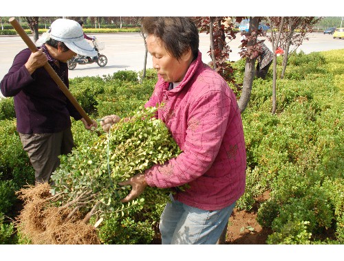 南阳绿化和市容工程站