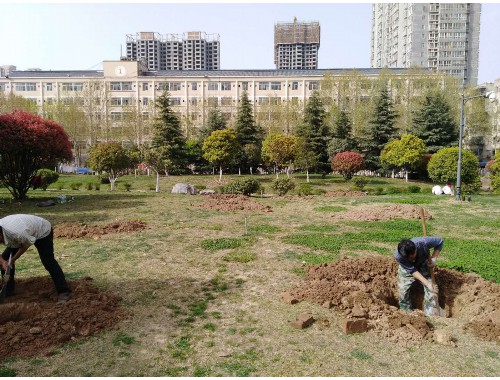 四平绿化苗木市场转移